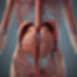 Detailed illustration of the circulatory system