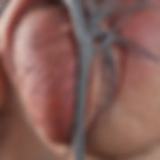 Schematic representation of atrial flutter mechanisms