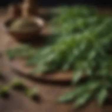 Traditional Uses of Neem in Medicine Traditional medicinal practices utilizing Azadirachta indica in herbal remedies