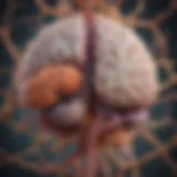 Visual representation of the gut-brain axis illustrating microbial influence on cognitive functions.