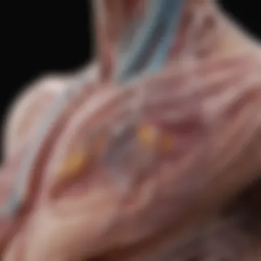 Anatomy of the pleura highlighting biapical regions