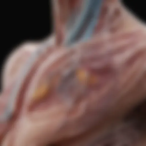 Anatomy of the pleura highlighting biapical regions