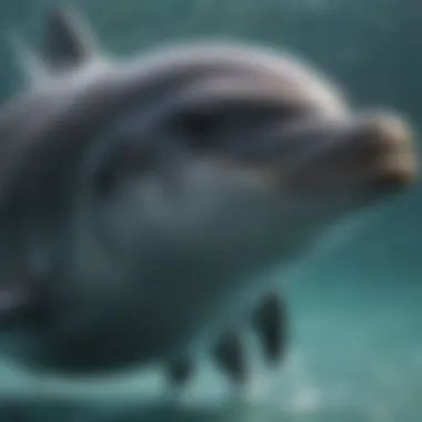 Unique Behaviors of Bottlenose Dolphins Bottlenose dolphins showcasing unique behaviors