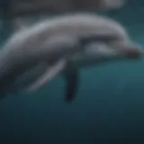 A detailed classification chart of bottlenose dolphins