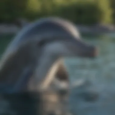 Conservation Initiatives for Bottlenose Dolphins Conservation efforts for bottlenose dolphin populations