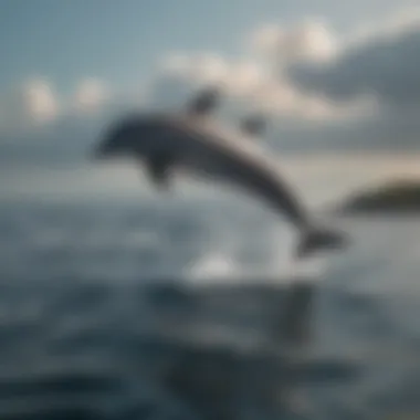 Bottlenose Dolphins in Their Natural Environment Different species of bottlenose dolphins in their natural habitat