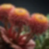 Close-up view of Caralluma plant showcasing its distinctive features.