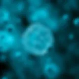 Microscopic view of E. coli bacteria