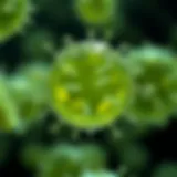Enterococcus faecalis in Urine Culture: Insights and Implications Introduction