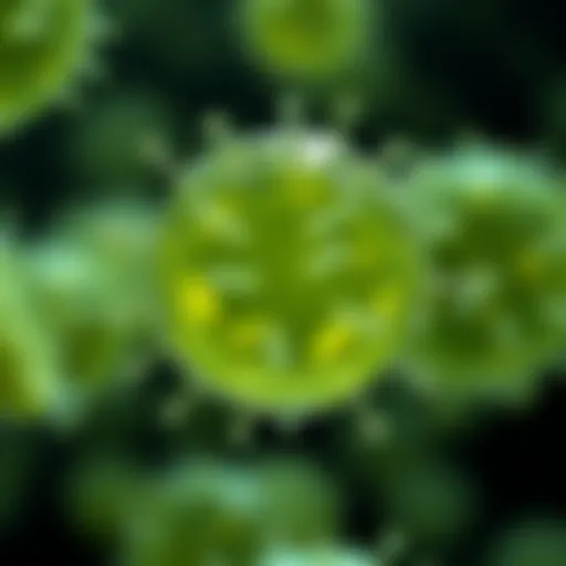 Enterococcus faecalis in Urine Culture: Insights and Implications Introduction
