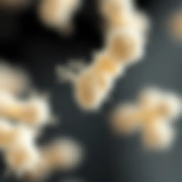 Notable Enterococcus faecalis in Urine Culture: Insights and Implications