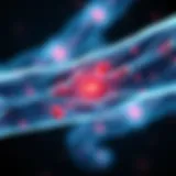 Illustration of muscle fibers affected by inflammation