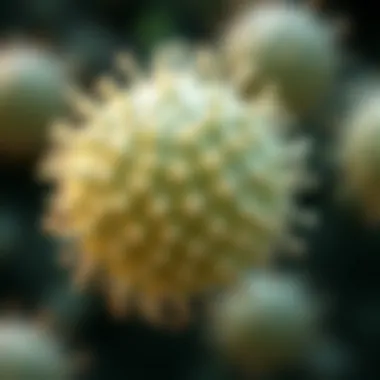 Exploring E. coli DE3: A Comprehensive Examination Introduction Exploring E. coli DE3: A Comprehensive Examination Introduction