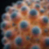 Microscopic view of Micrococcus luteus cells