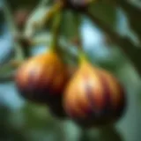 A close-up view of ripe Mediterranean figs hanging on a branch