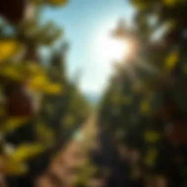Mediterranean Fig Orchard Traditional Mediterranean landscape with fig trees under the sun
