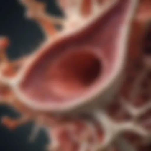 Illustration of myeloid precursor cells in the bone marrow