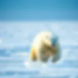 A polar bear navigating through sea ice in the Arctic