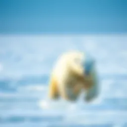 A polar bear navigating through sea ice in the Arctic