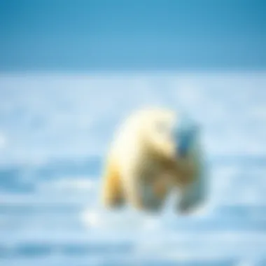 A polar bear navigating through sea ice in the Arctic