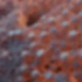 Microscopic view of nitrocellulose membrane structure