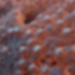 Microscopic view of nitrocellulose membrane structure