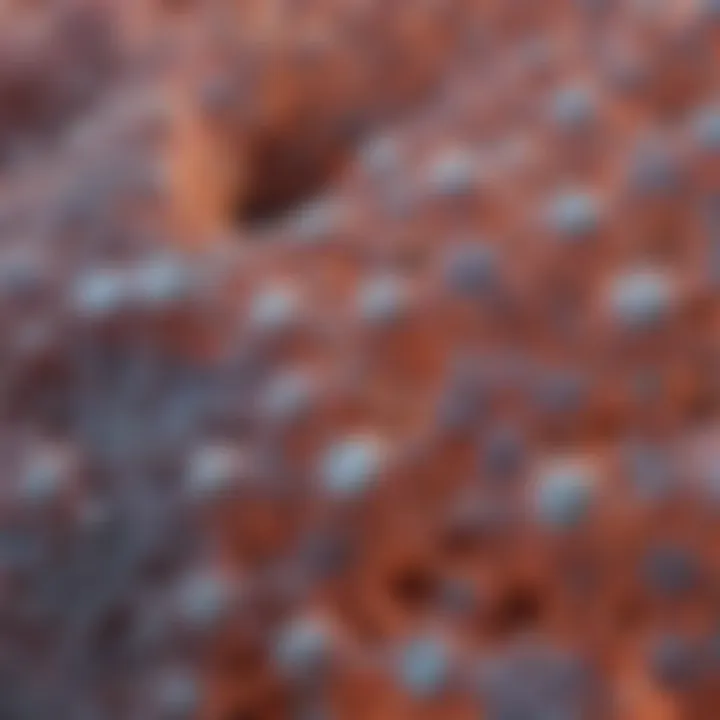 Microscopic view of nitrocellulose membrane structure
