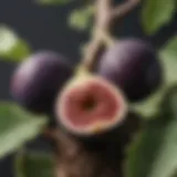 A close-up of ripe figs on a tree branch