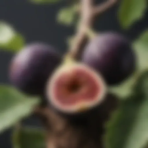 A close-up of ripe figs on a tree branch