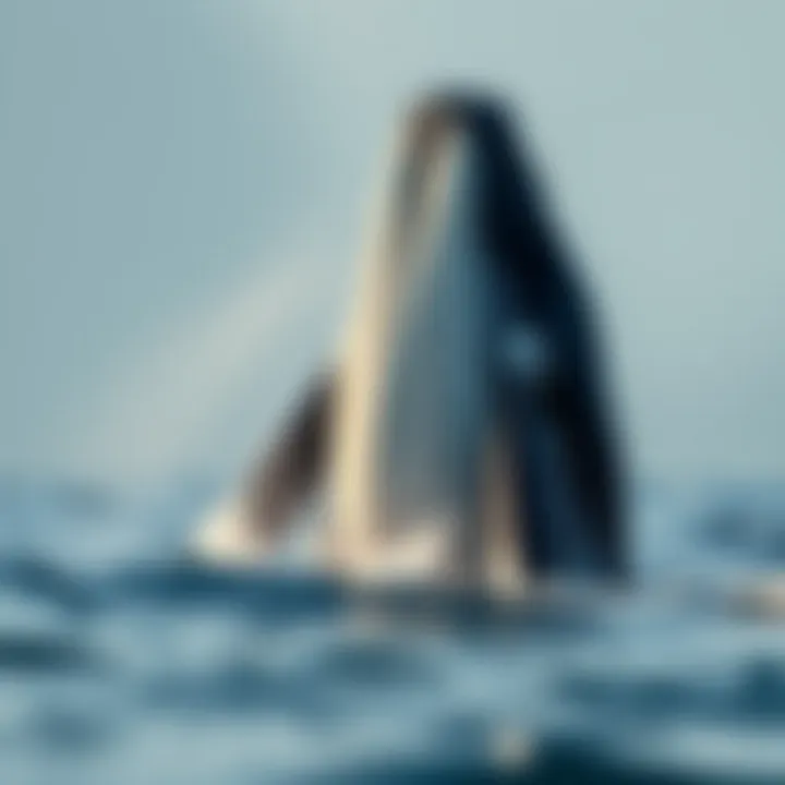 Sperm whale breaching the surface of the water