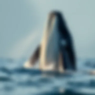 Sperm Whale Breaching Sperm whale breaching the surface of the water
