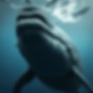 Close-up view of a sperm whale's distinctive head