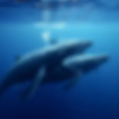 Sperm whales socializing in their natural habitat