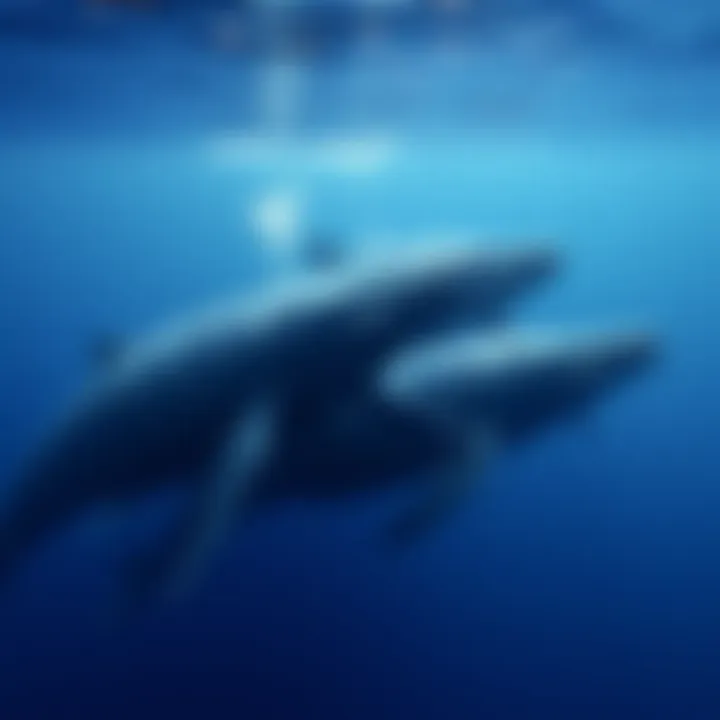 Sperm whales socializing in their natural habitat
