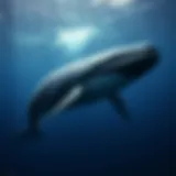 Sperm whale swimming majestically in the ocean depths