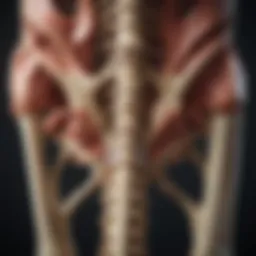 Illustration of spinal anatomy highlighting different types of joints