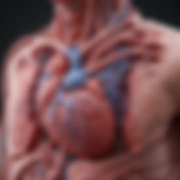 Diagram depicting biological mechanisms connecting vaccines and heart inflammation
