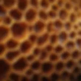 Close-up of a honeycomb showcasing the intricate hexagonal structure.