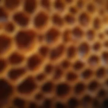 Close-up of a honeycomb showcasing the intricate hexagonal structure.