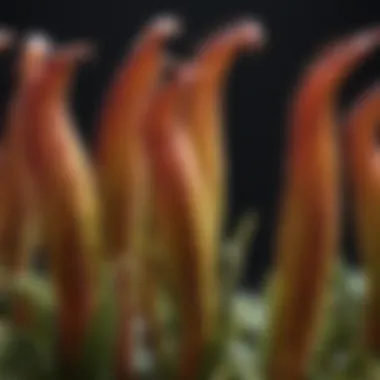 Close-up of vibrant carnivorous plant seeds