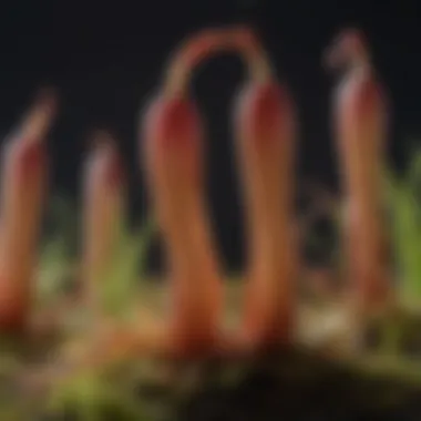 Germination Process of Carnivorous Plant Seeds Diagram illustrating germination of carnivorous plant seeds