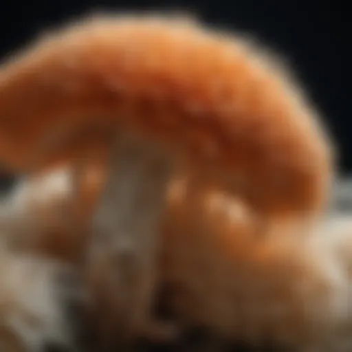 A close-up of Lion's Mane mushrooms displaying their unique textures.