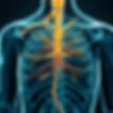 Anatomy of the vagus nerve depicted in a detailed diagram