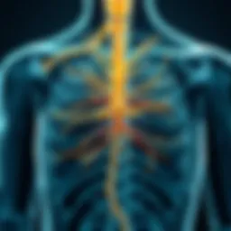 Anatomy of the vagus nerve depicted in a detailed diagram