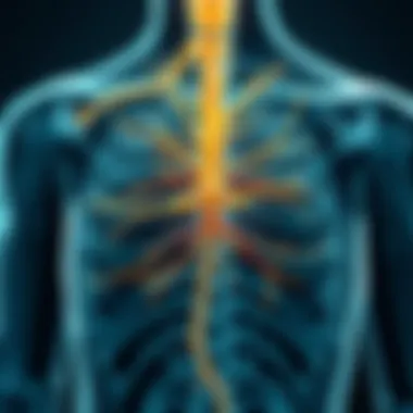 Anatomy of the vagus nerve depicted in a detailed diagram