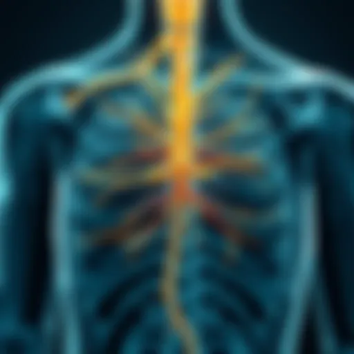 Anatomy of the vagus nerve depicted in a detailed diagram