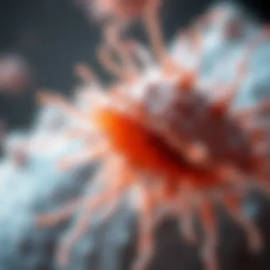 Notable Fiber Cells: Structures, Functions, and Implications in Various Biological Contexts