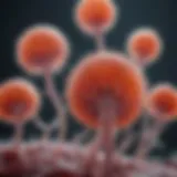 Illustration of megakaryocyte development in bone marrow