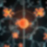 Diagram illustrating potassium homeostasis