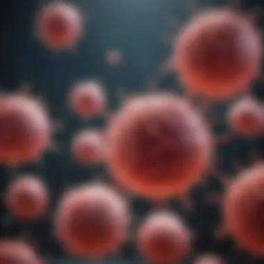 Illustration of B cell differentiation